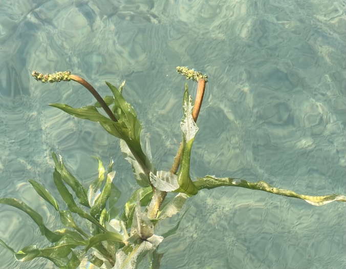 Potamogeton praelongus image