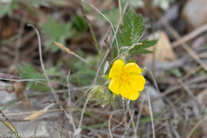 Potentilla arenosa image