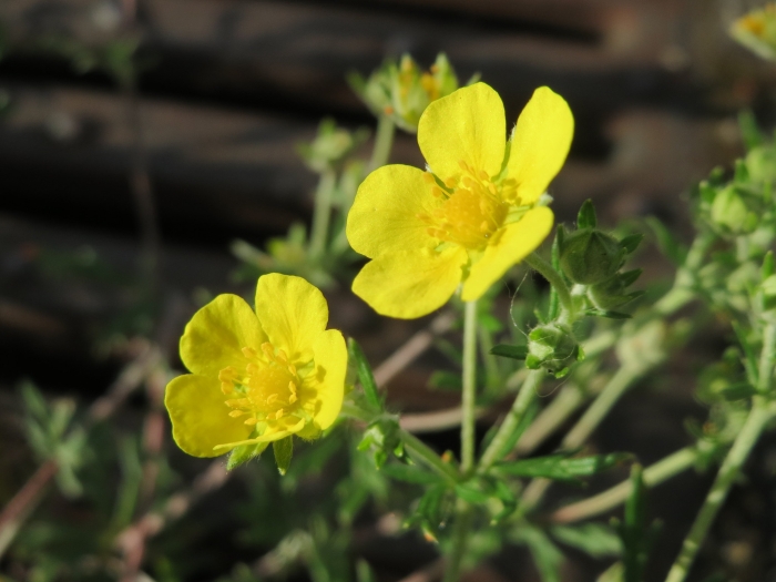 Potentilla argentea image