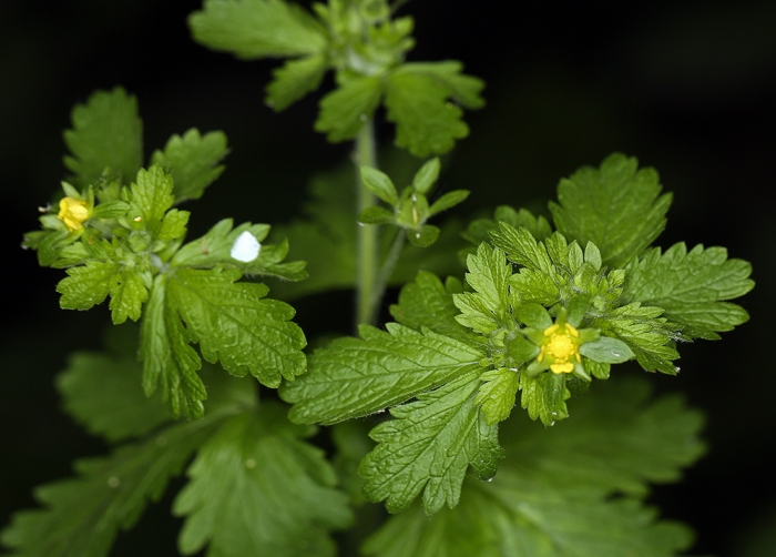Potentilla biennis image