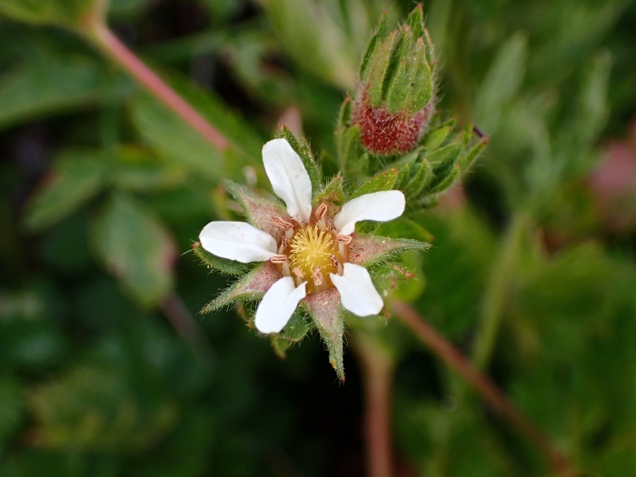 Potentilla californica image