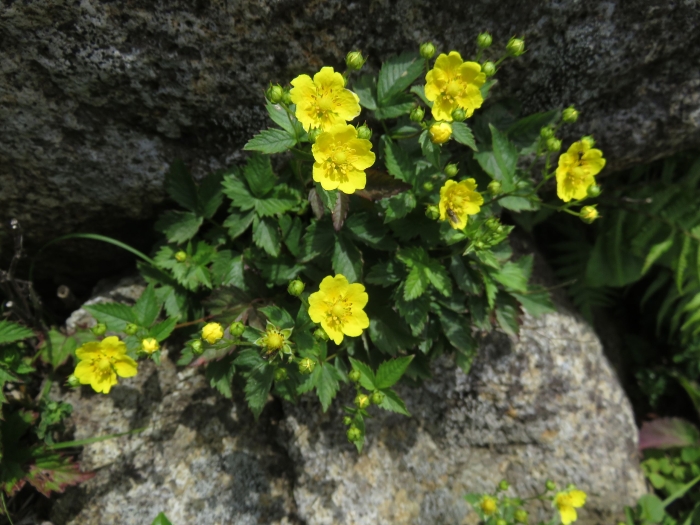 Potentilla dickinsii image