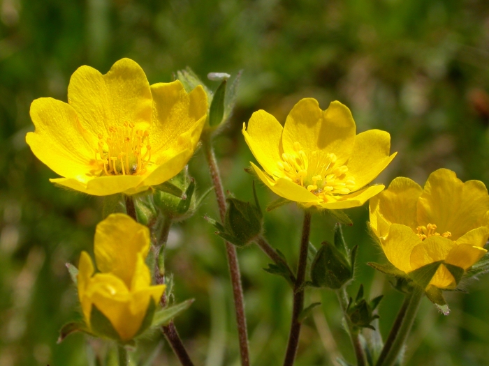 Potentilla glaucophylla image