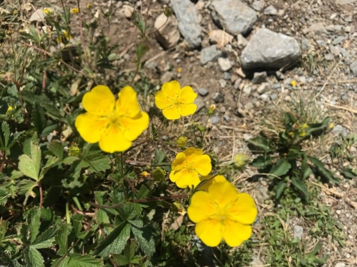 Potentilla grandiflora image