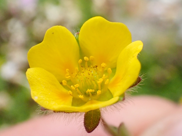Potentilla hyparctica image