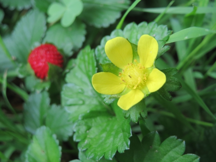 Potentilla indica image