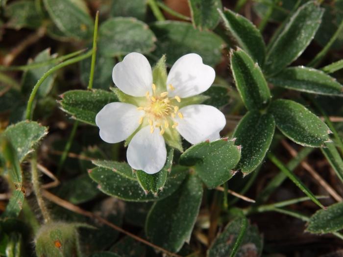 Potentilla montana image