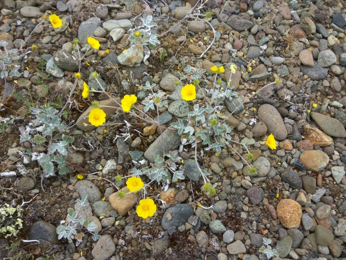 Potentilla nivea image
