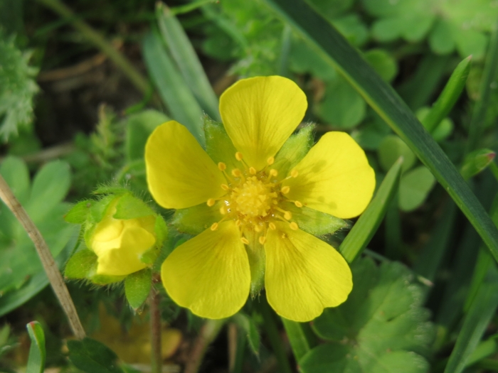Potentilla pusilla image