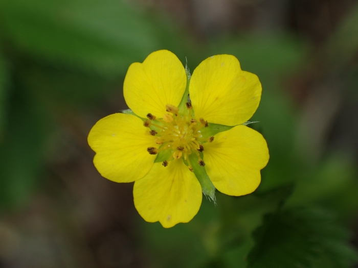 Potentilla simplex image