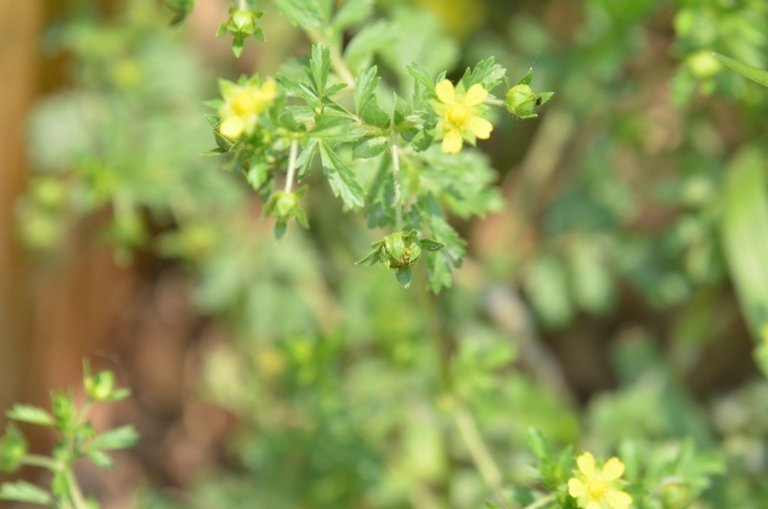 Potentilla supina image