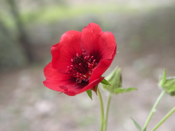 Potentilla thurberi image