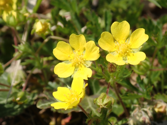 Potentilla verna image