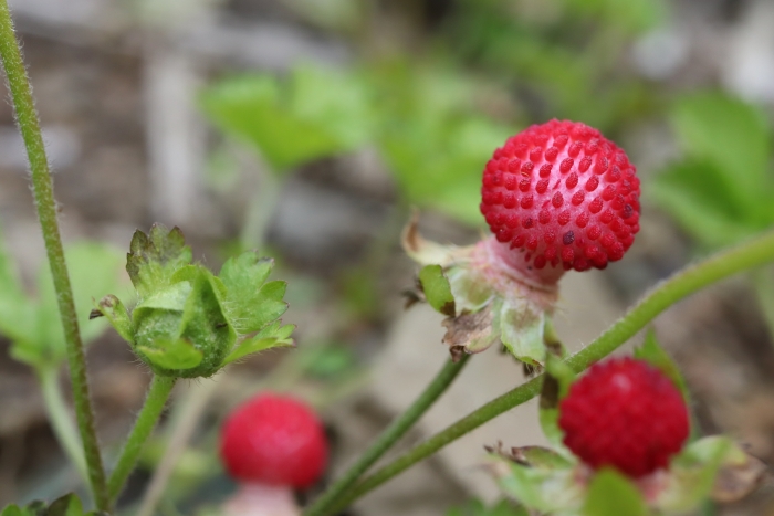 Potentilla wallichiana image