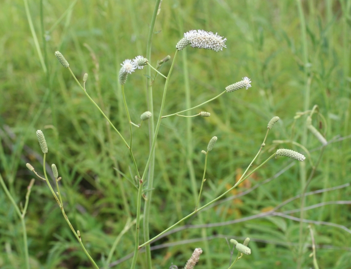 Poterium tenuifolium image