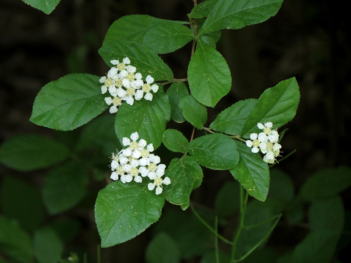 Pourthiaea villosa image