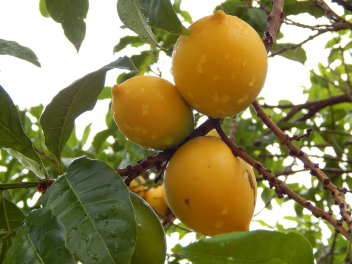 Pouteria caimito image