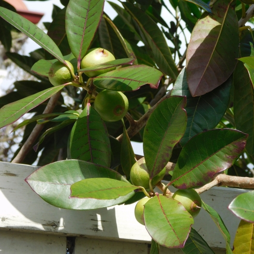 Pouteria lucuma image