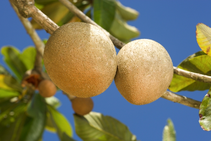 Pouteria sapota image