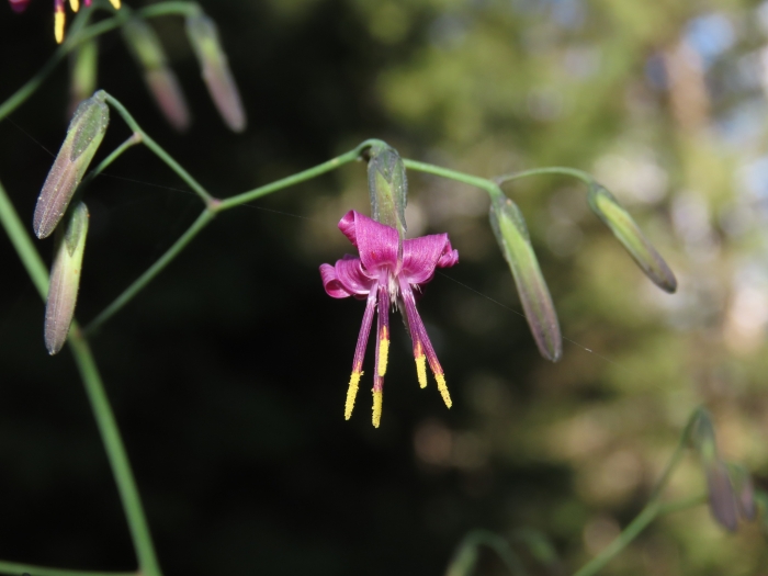 Prenanthes purpurea image