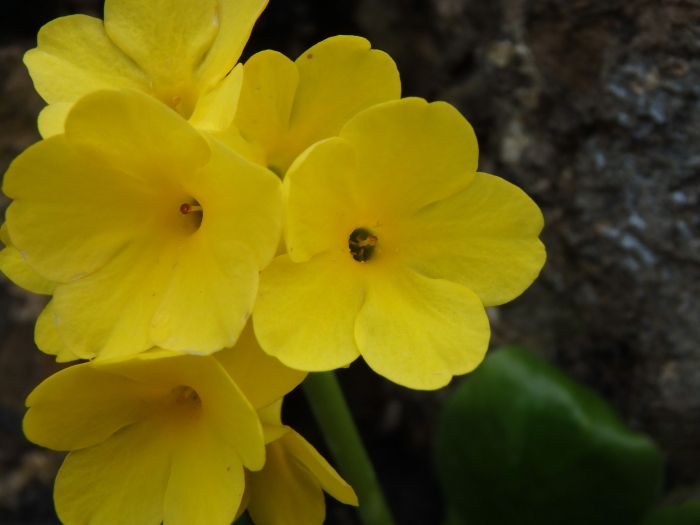 Primula auricula image