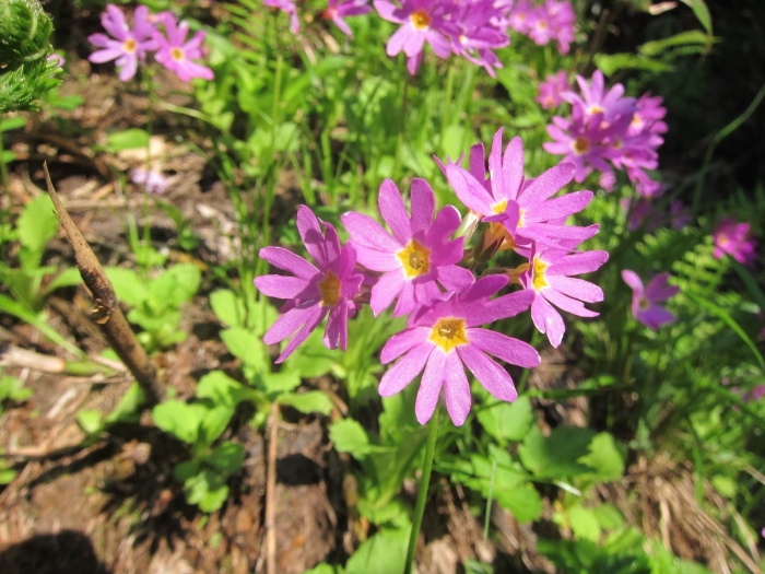 Primula cuneifolia image