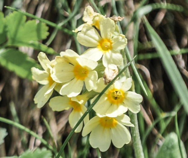 Primula elatior image
