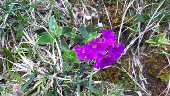 Primula glaucescens image
