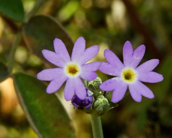 Primula incana image