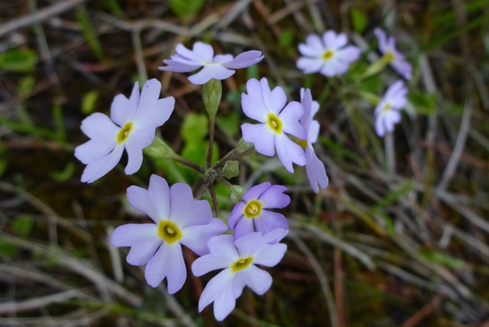 Primula mistassinica image