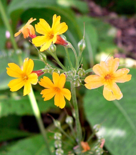 Primula prolifera image