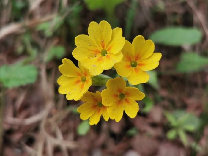 Primula veris image