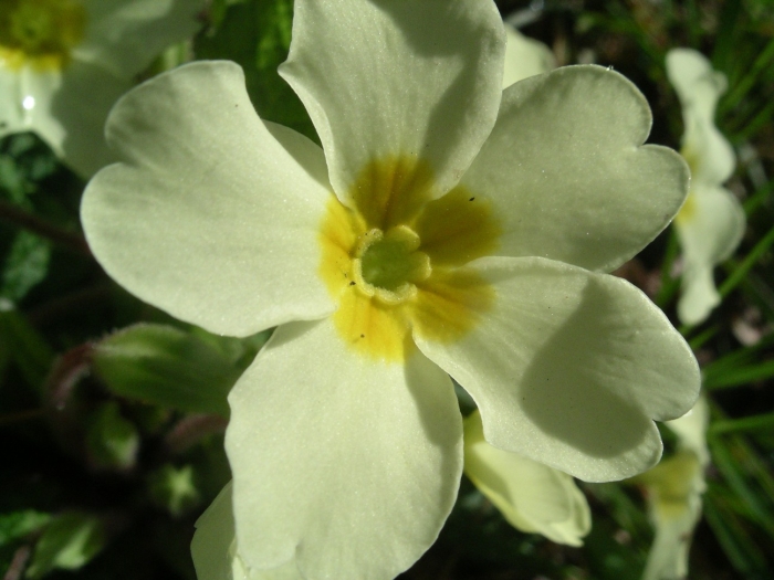 Primula vulgaris image