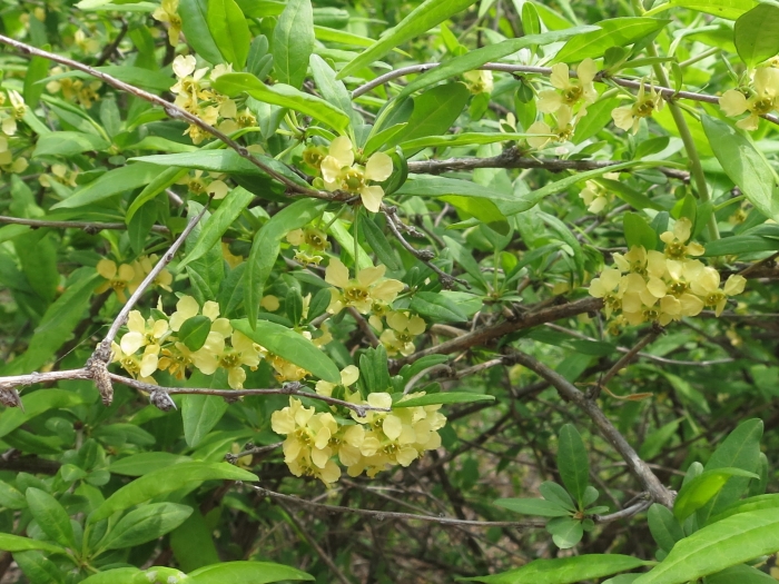 Prinsepia sinensis image