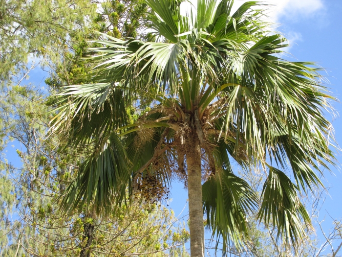 Pritchardia hillebrandii image