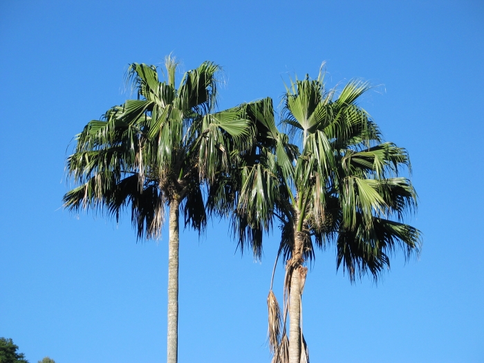 Pritchardia remota image