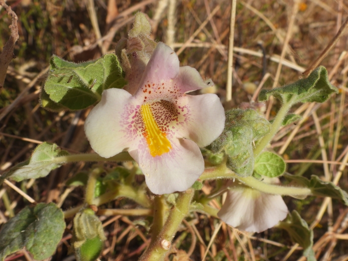 Proboscidea louisianica image