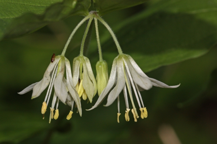 Prosartes hookeri image
