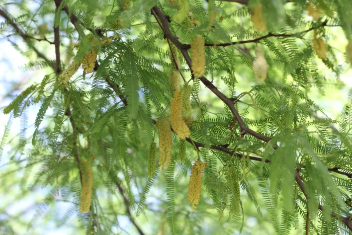 Prosopis alba image