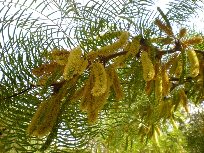 Prosopis chilensis image