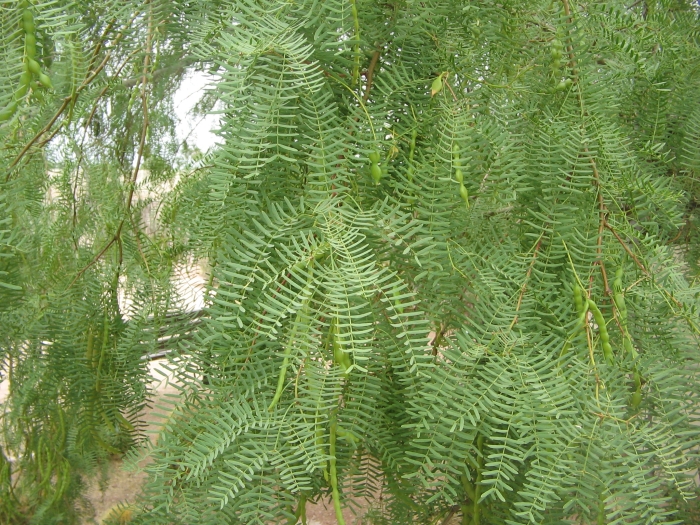 Prosopis glandulosa image