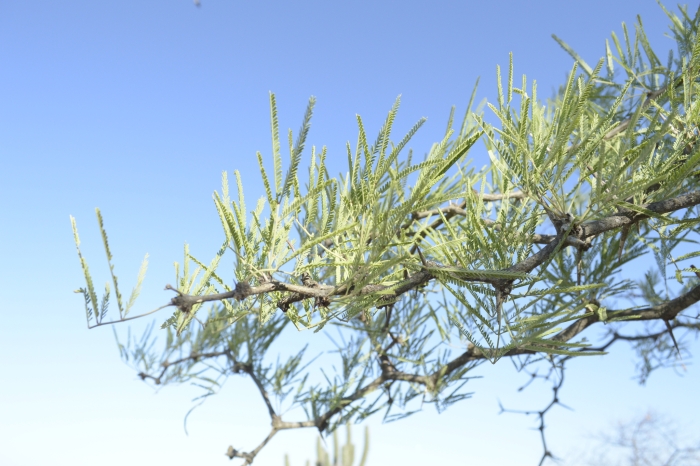 Prosopis nigra image