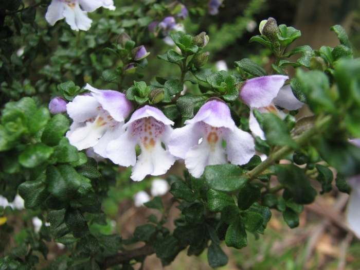 Prostanthera cuneata image