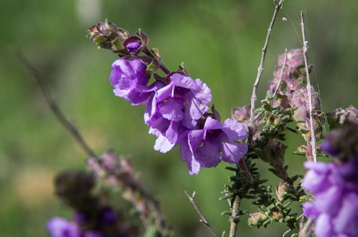 Prostanthera denticulata image