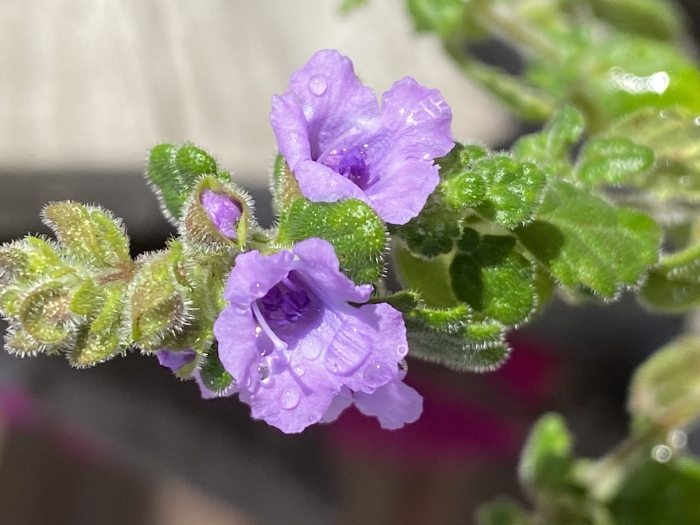Prostanthera incana image