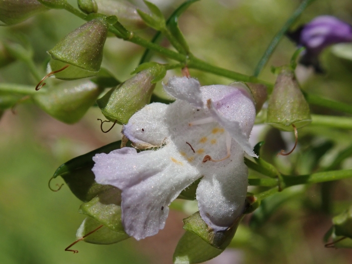 Prostanthera linearis image