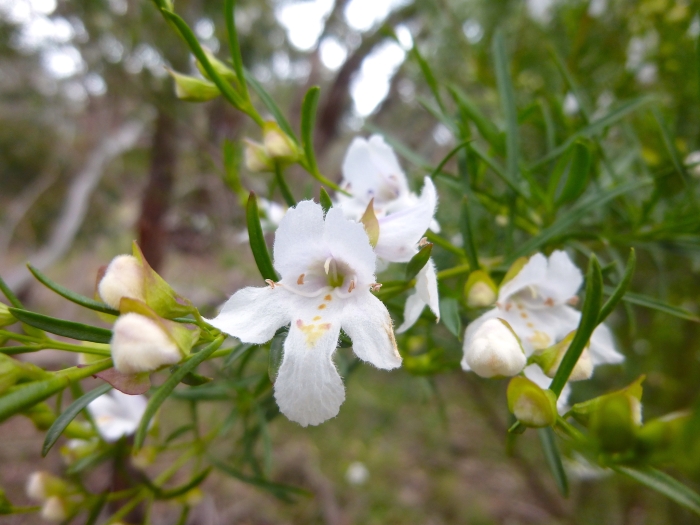 Prostanthera nivea image