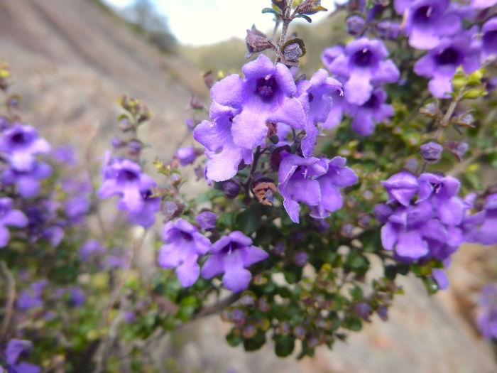 Prostanthera rotundifolia image