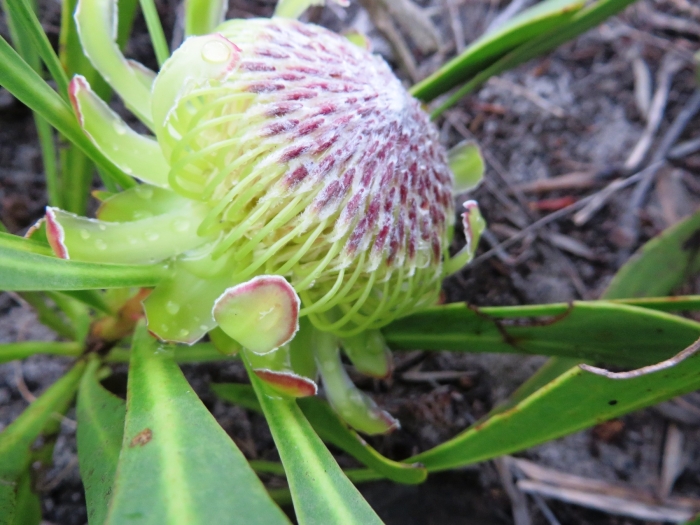 Protea acaulos image