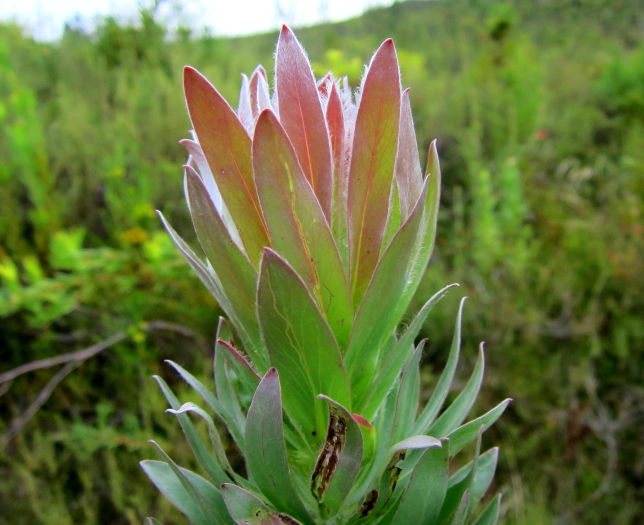 Protea coronata image